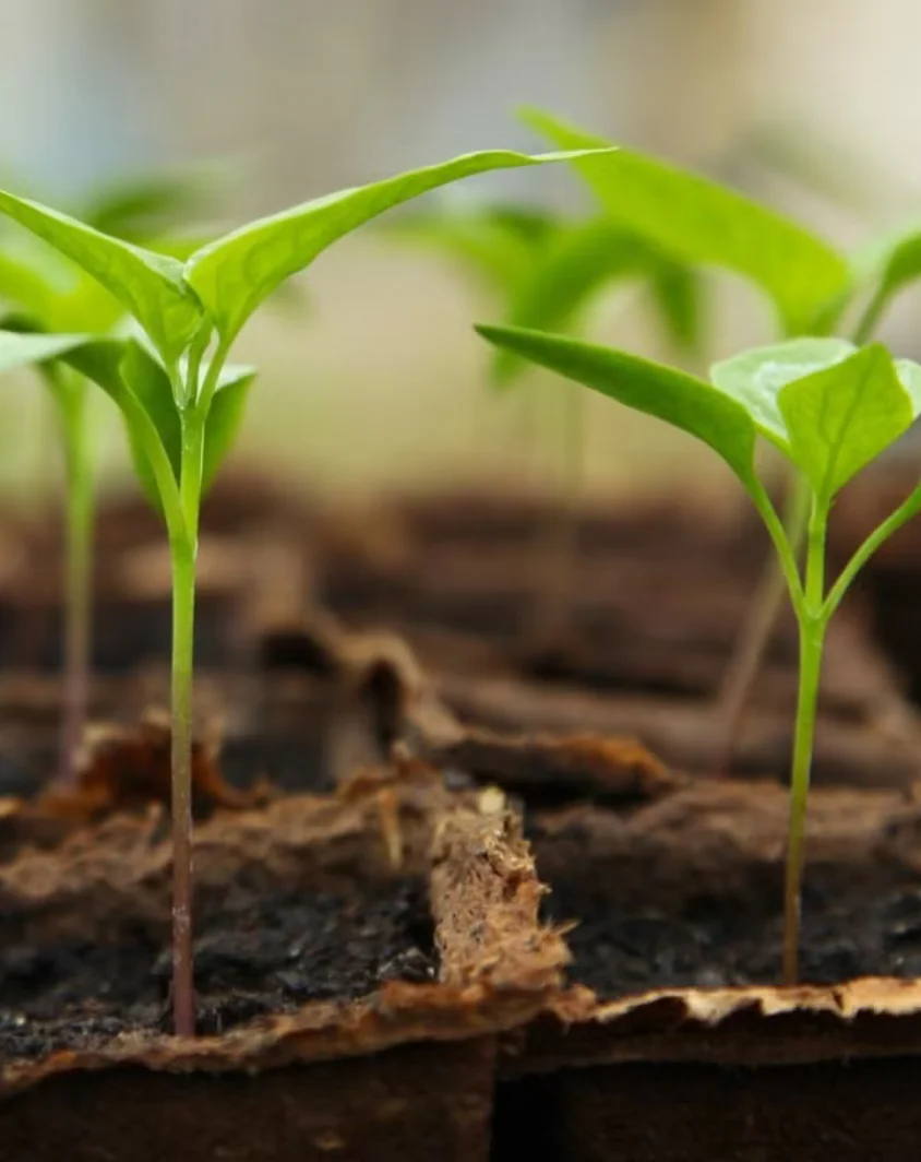 Planting Material